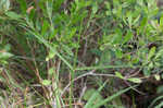 Fewflowered milkweed